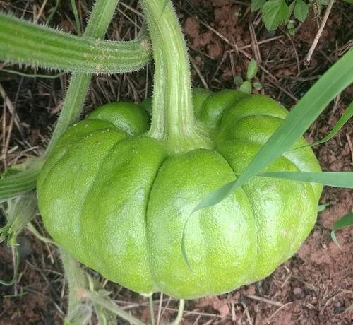 吃瓜姜姜免费看,吃瓜姜姜带你领略精彩瞬间 第1张 吃瓜姜姜免费看,吃瓜姜姜带你领略精彩瞬间 第1张