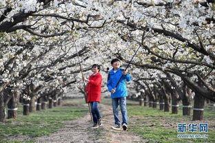 赵县秀才营最新爆料,最新爆料揭示不为人知的背后故事  第2张