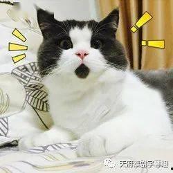 狍子先生爆料视频大全最新,揭秘娱乐圈不为人知的幕后故事  第1张