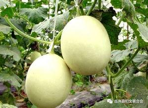 抖音网红刘雅萌吃瓜图片,瓜界新宠儿风采尽显  第3张